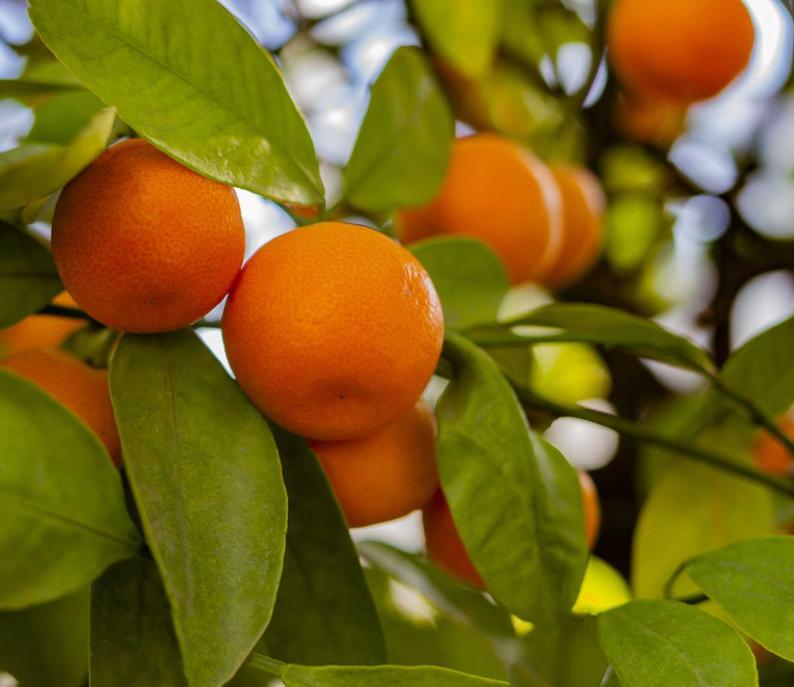 Natural Marmalade - MANDARIN-2